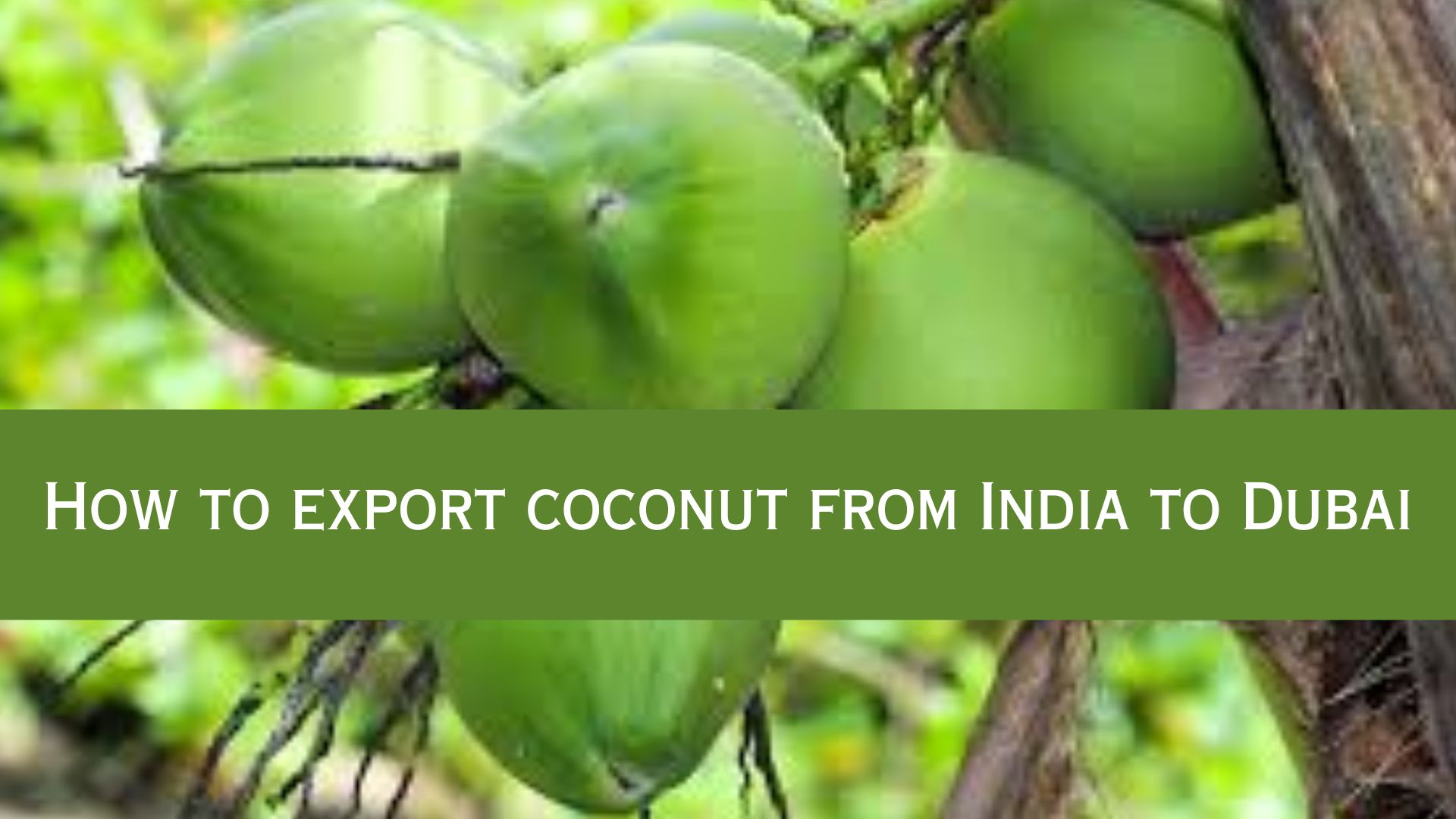 How to export coconut from India to Dubai | Raj Startup
